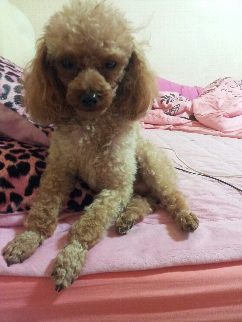 금천구지역 갈색푸들남아를 찾습니다