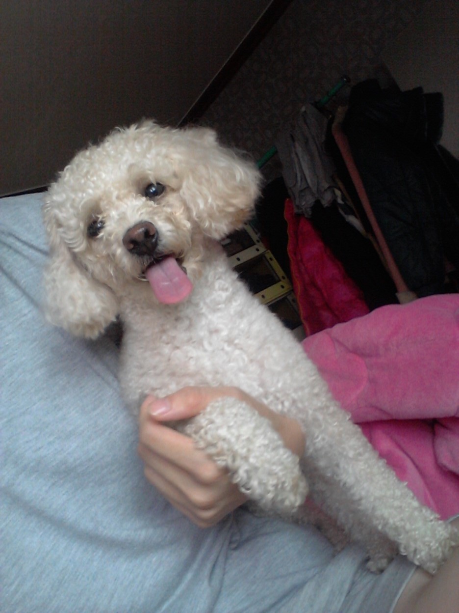 울산 푸들여아 (중구&남구 태화강변)에서 발견 보호중입니다. 