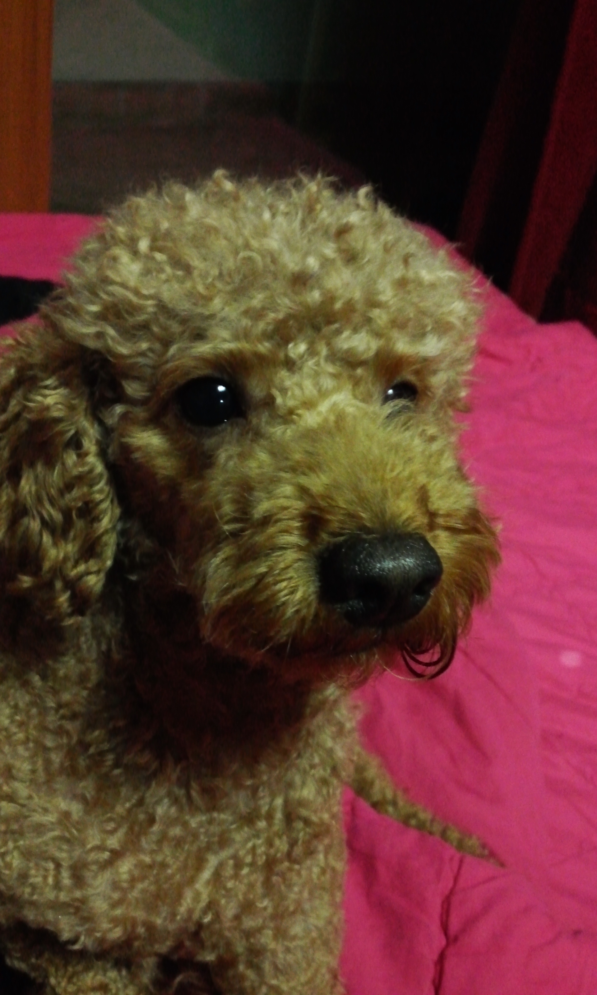 대전.서구 복수동 애프리푸들 남아