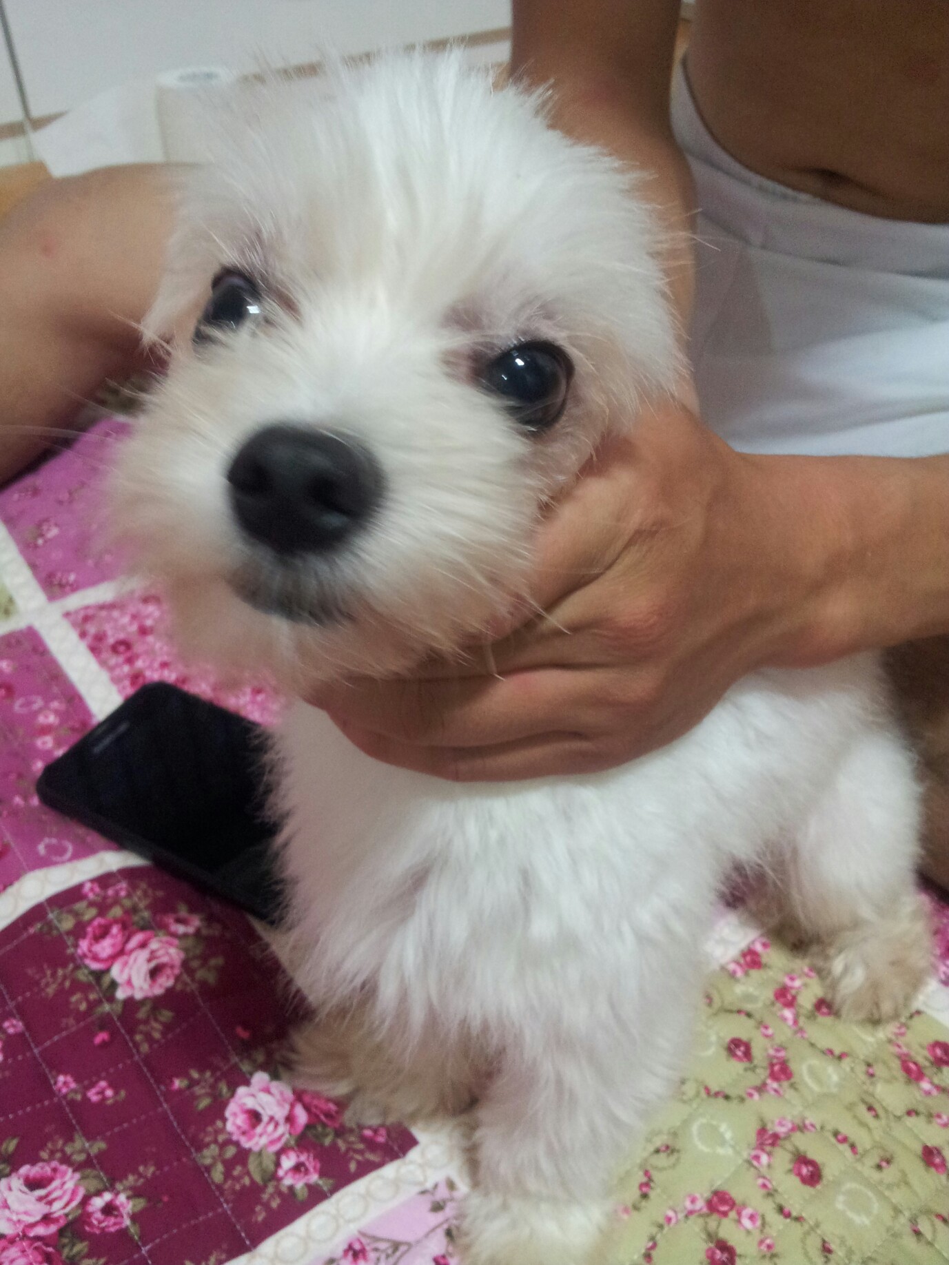 서울 면목2동 말티즈남아 두살 찾아요