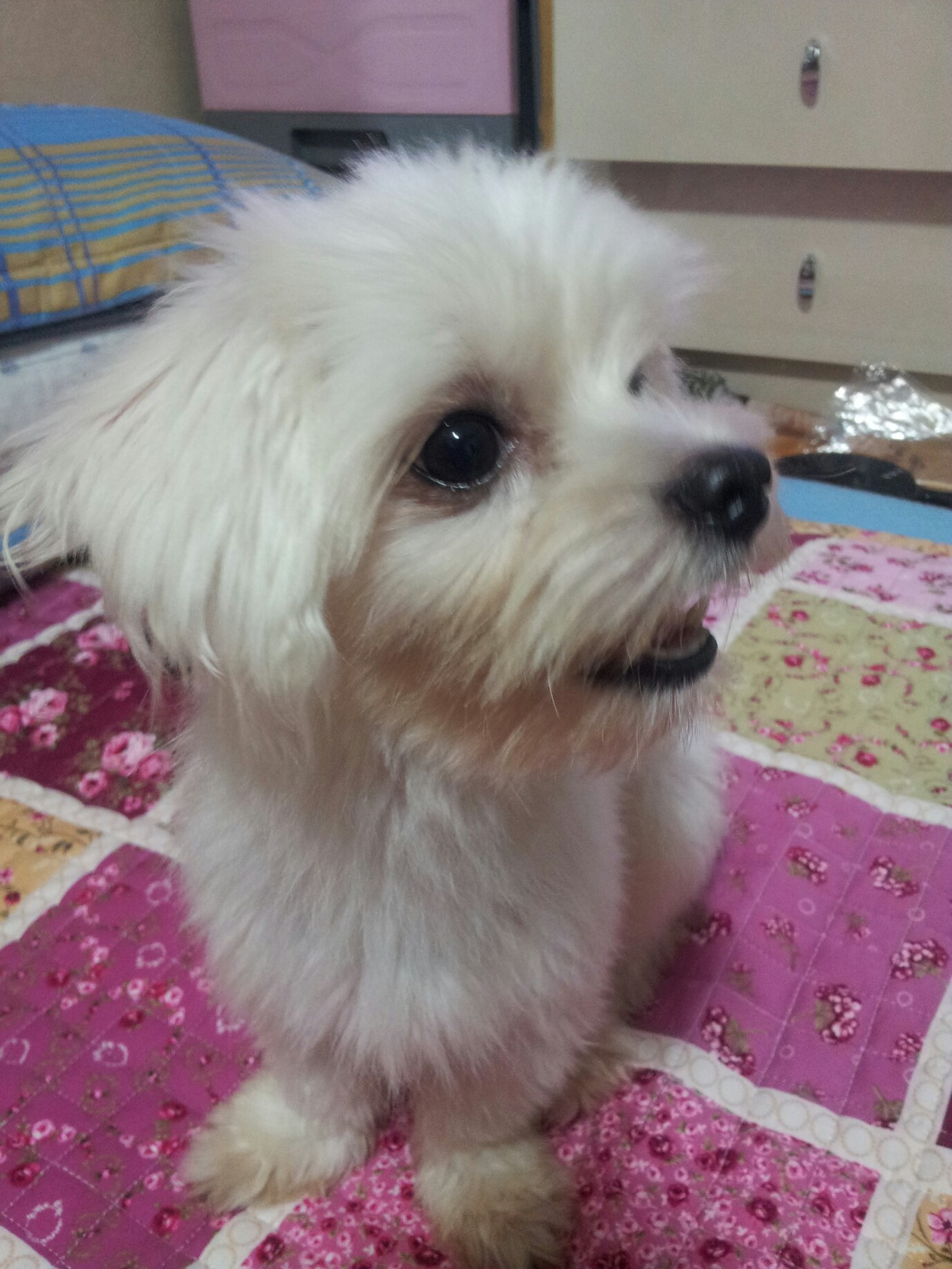 서울 면목2동 말티즈남아 두살 찾아요