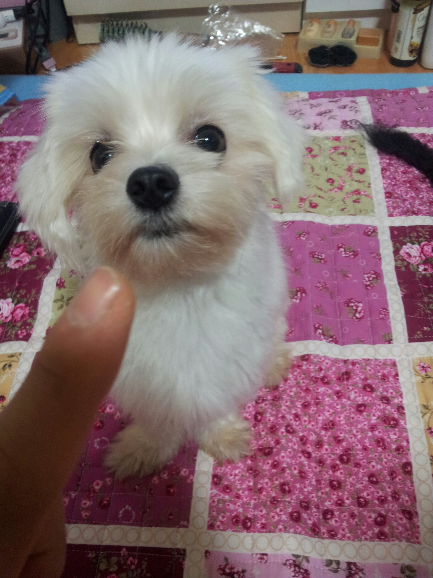 서울 면목2동 말티즈남아 두살 찾아요