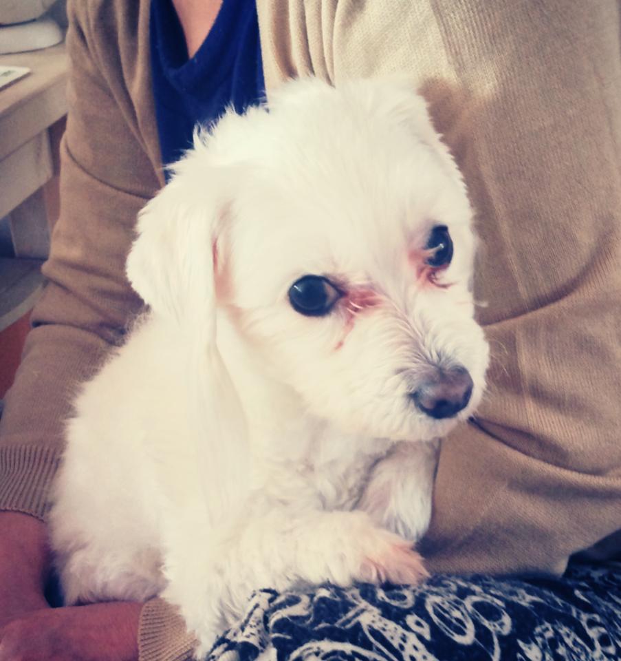 일산 덕양구 행신동에서 말티즈 (수컷) 찾습니다.