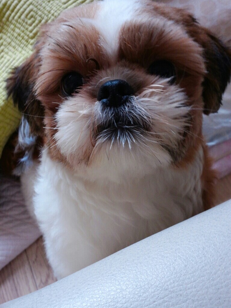 저희 초코(시츄)를 찾습니다 