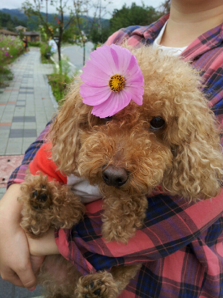 우리가족 호두를 찾아주세요