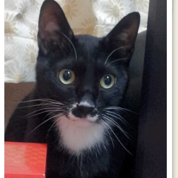 송파구 삼전동 고양이 찾습니다.