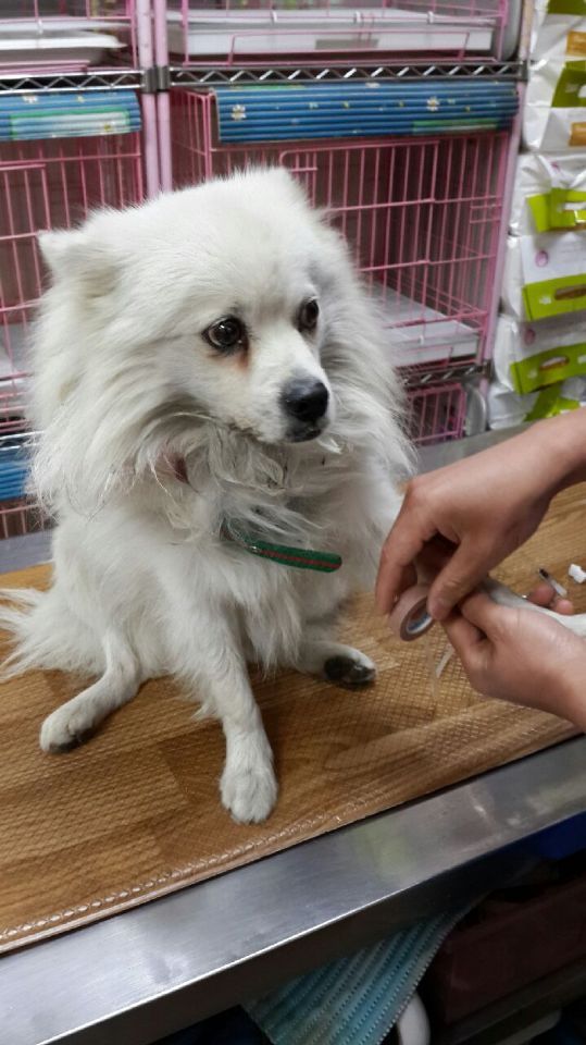 경남 김해시 스피츠(포메믹스추정) 보호중