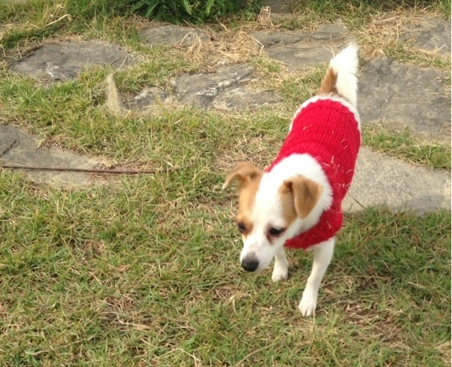 부산 사상구 삼락공원 믹스견 주인 찾습니다