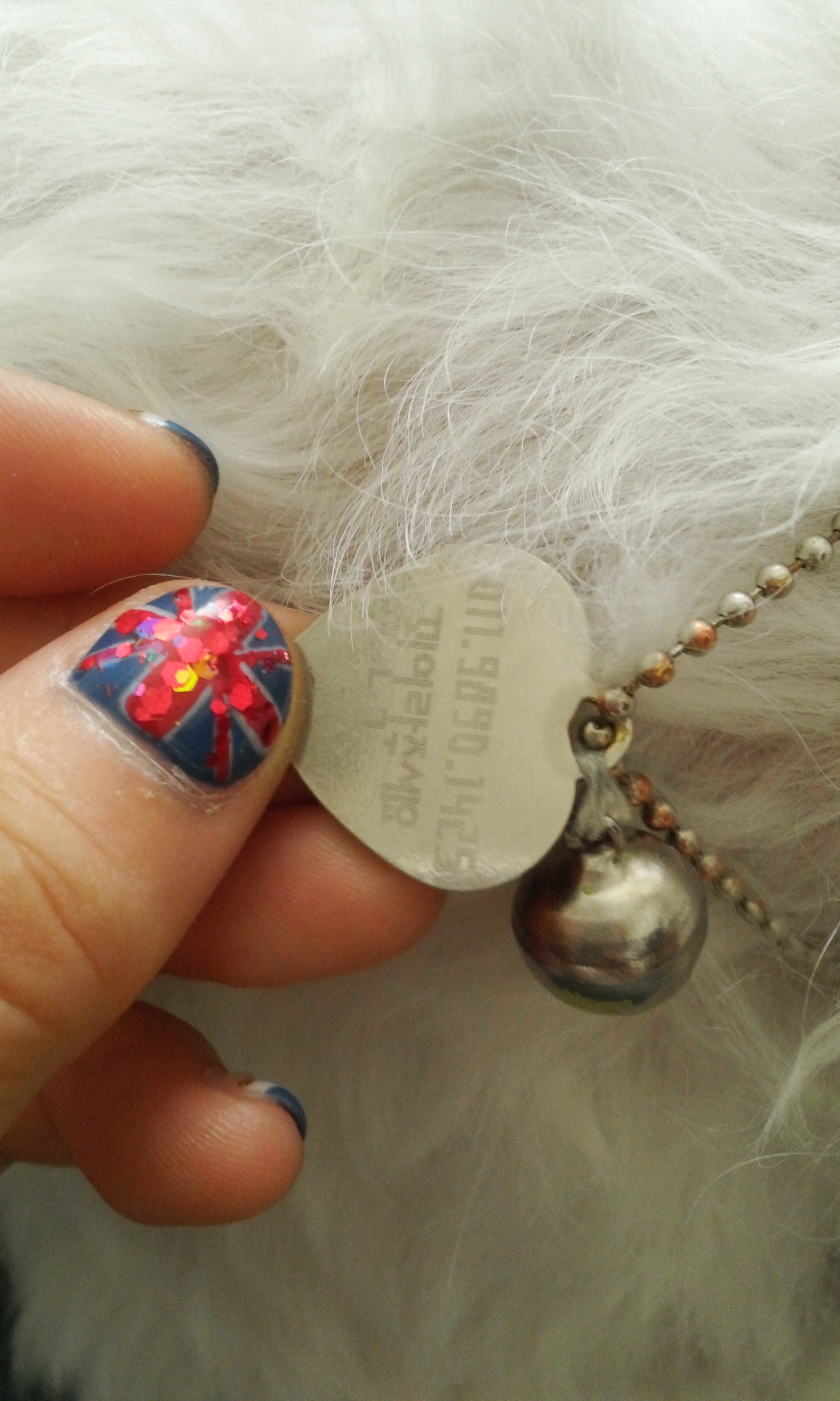 [서울] 말티즈 남아 뭉이 주인 찾아요