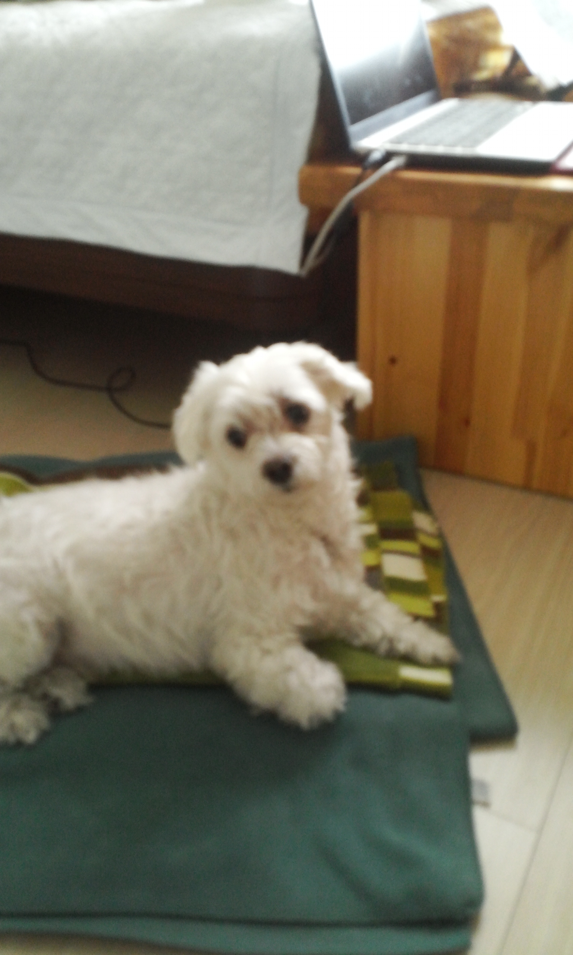 [서울] 말티즈 남아 뭉이 주인 찾아요