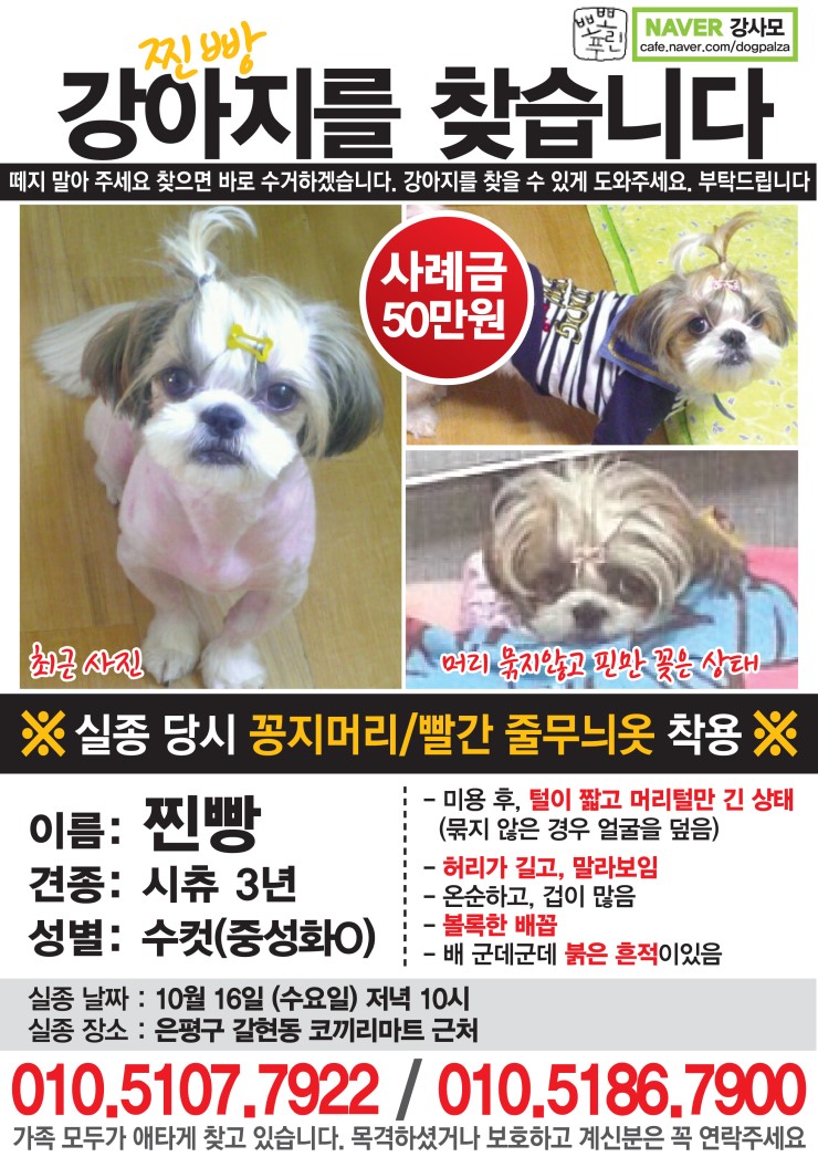 은평구,시츄남아!!