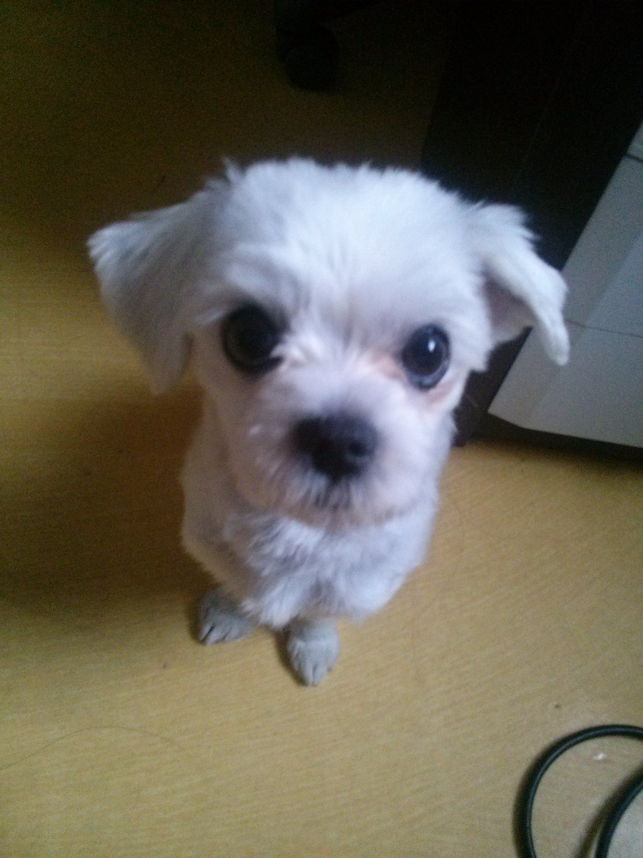 {찾았어요 지금보호소에있대요감사합니다!^^조만간글내리겠습니다}말티즈 남아/서울시 도봉구 정의여고근처/방학,노원,창동,도봉