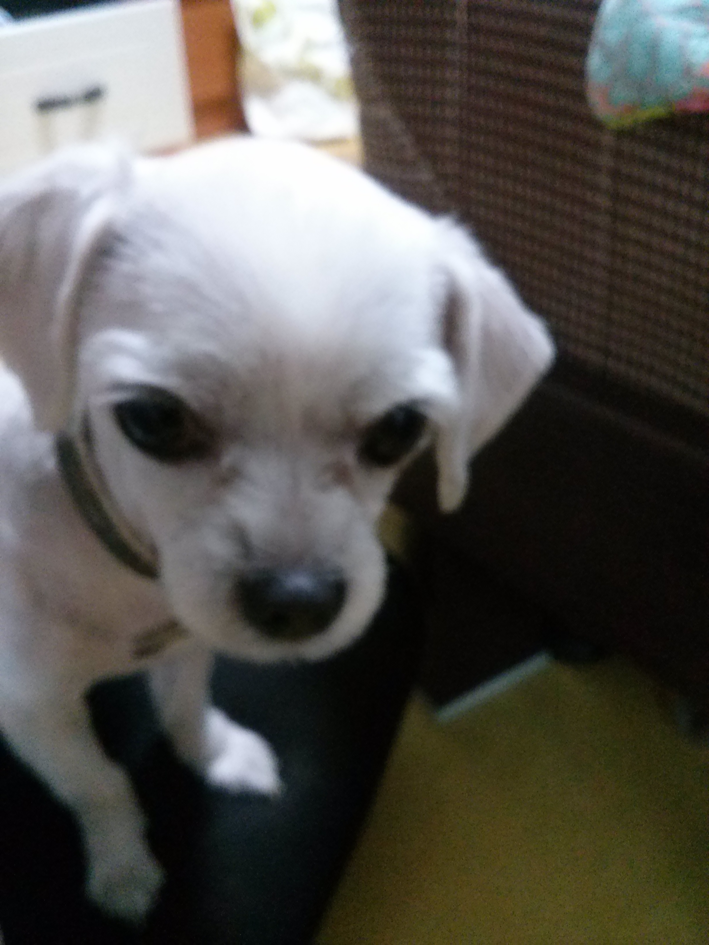 {찾았어요 지금보호소에있대요감사합니다!^^조만간글내리겠습니다}말티즈 남아/서울시 도봉구 정의여고근처/방학,노원,창동,도봉