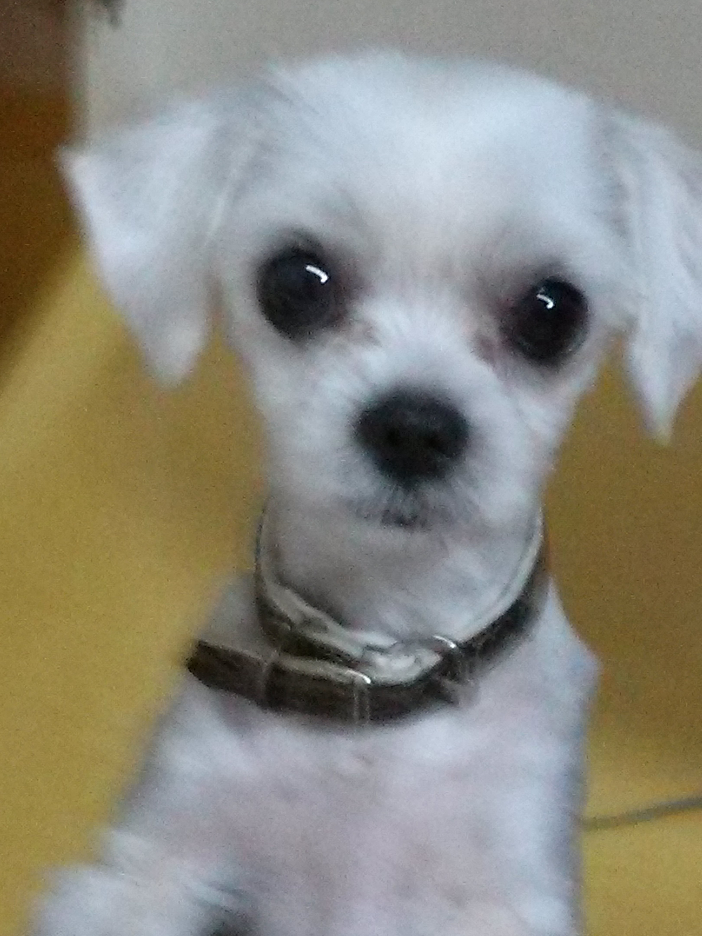 {찾았어요 지금보호소에있대요감사합니다!^^조만간글내리겠습니다}말티즈 남아/서울시 도봉구 정의여고근처/방학,노원,창동,도봉