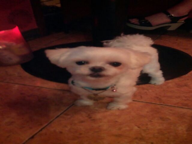 관악구 신림동에서 잃어버린 말티즈 찾습니다