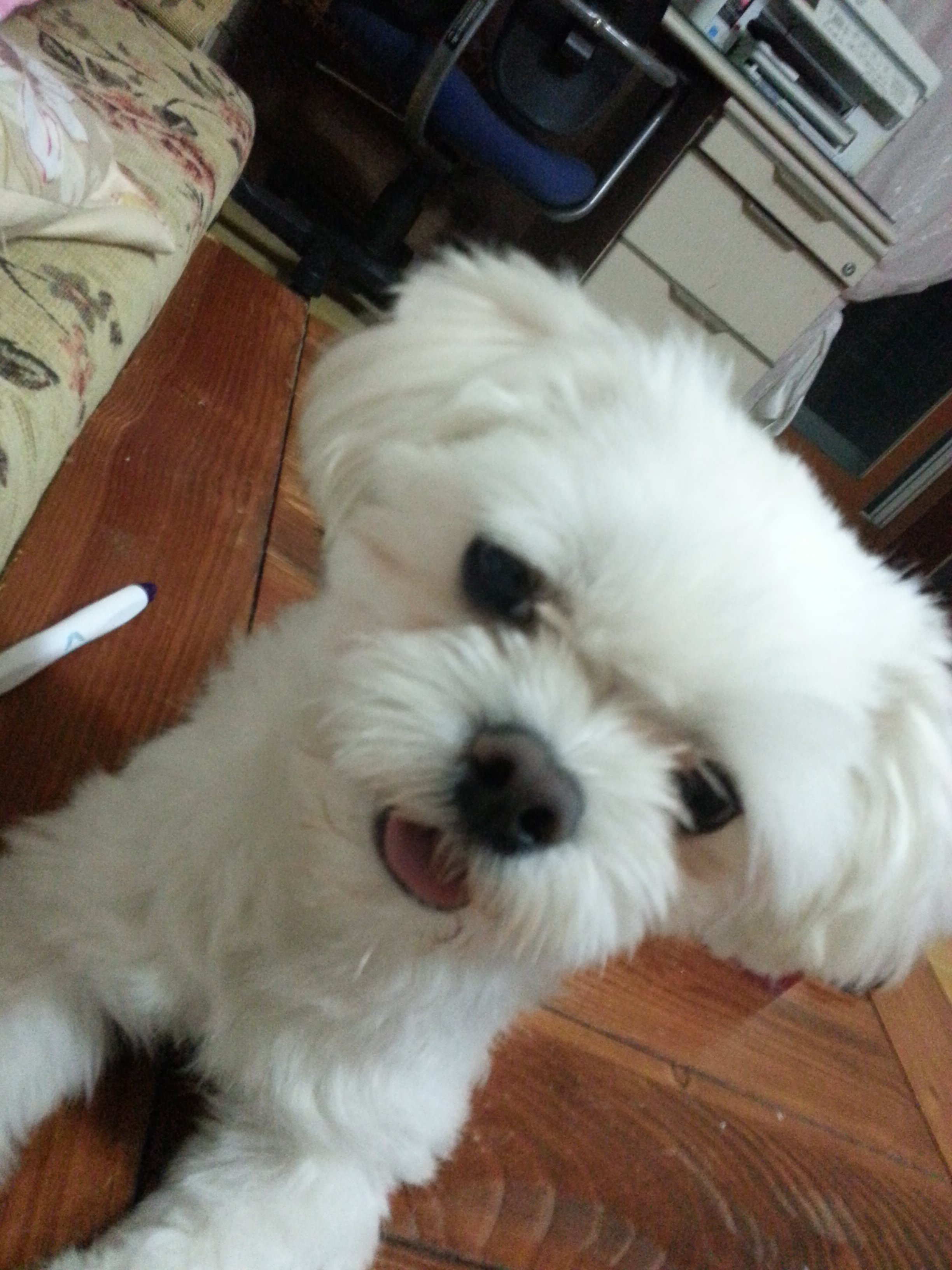 관악구 신림동에서 잃어버린 말티즈 찾습니다