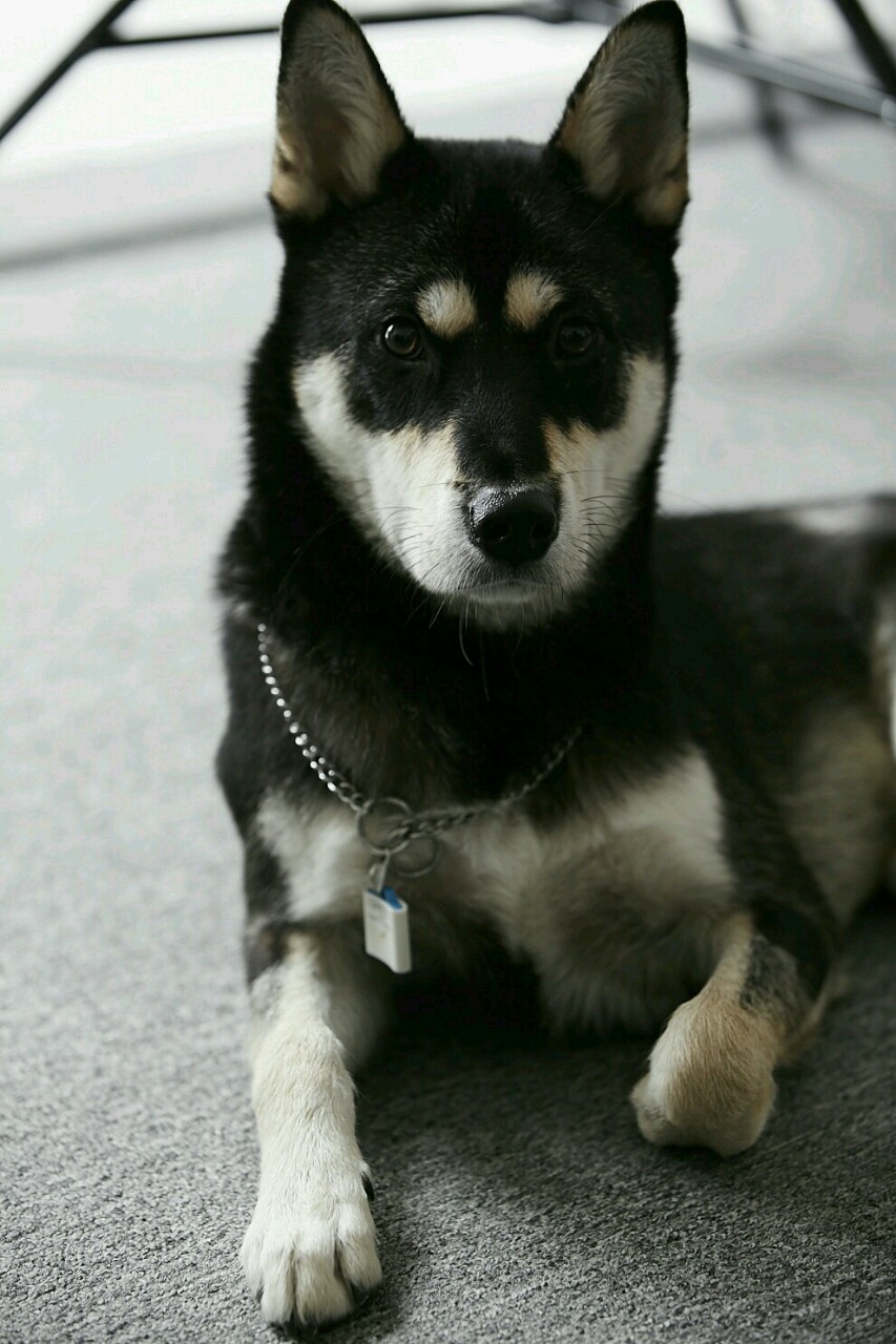 진돗개 블랙탄 15kg중형견 유비찾아주세요.