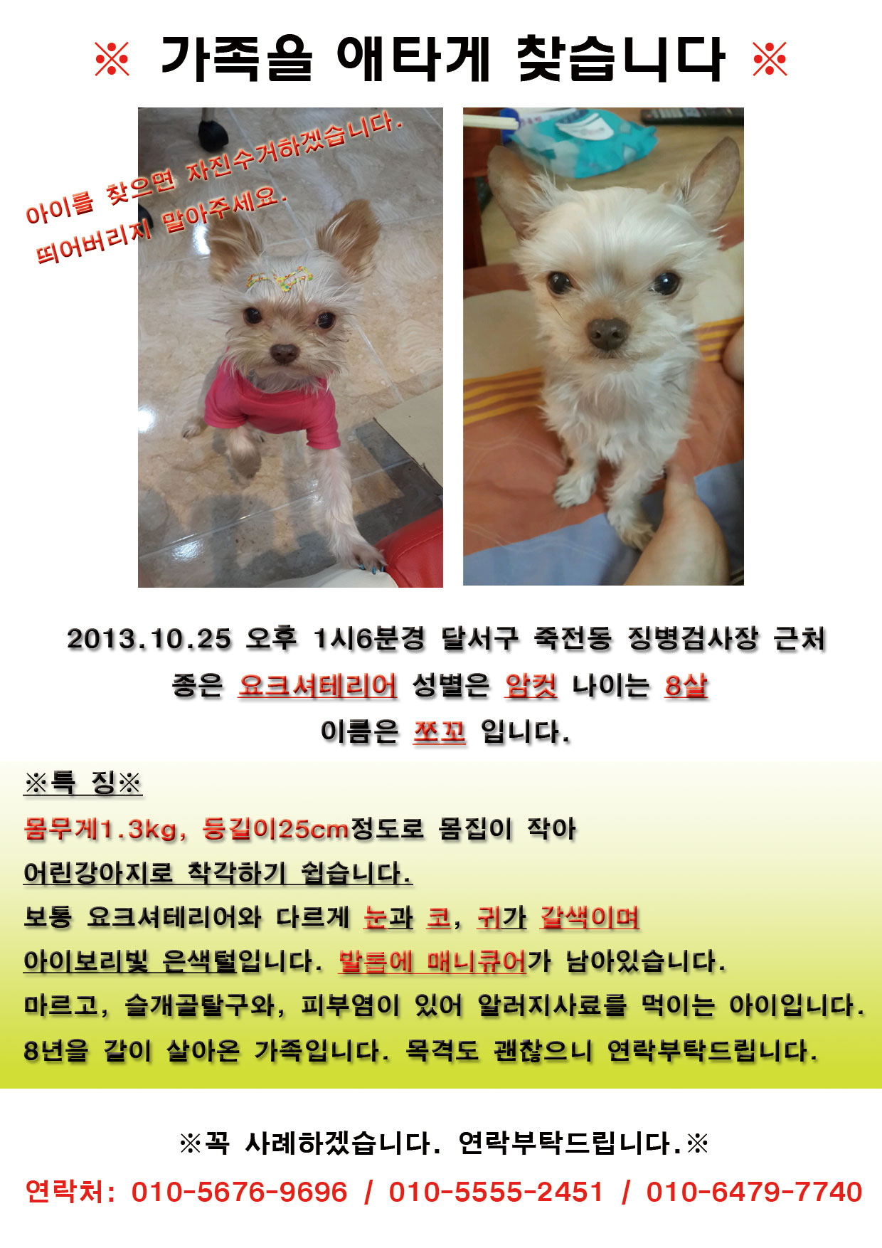 대구 달서구 죽전동 쪼꼬를 찾습니다.