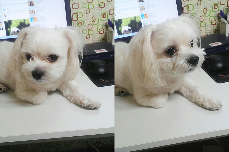 동작구 본동 말티즈 수컷 보호중입니다!!!!