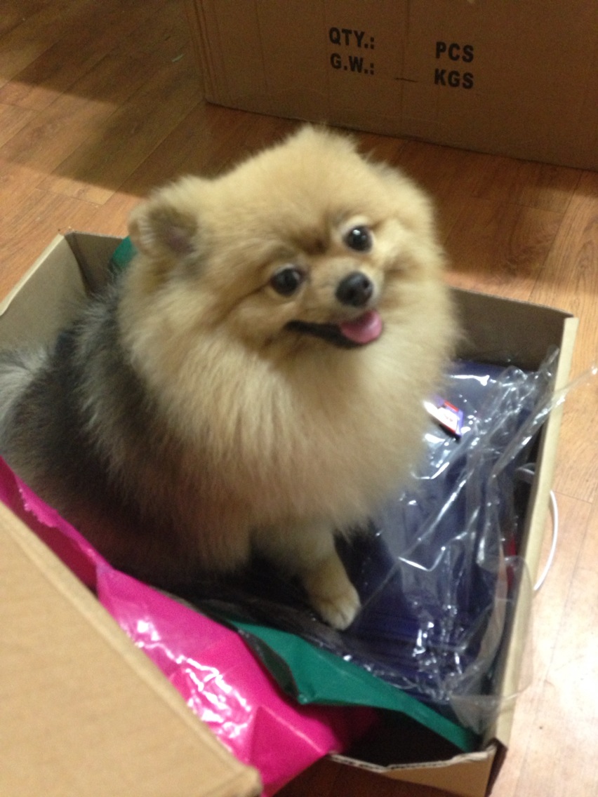 경기도 파주시 삽다리근처에서 잃어버린 저희 강아지를 찾습니다.