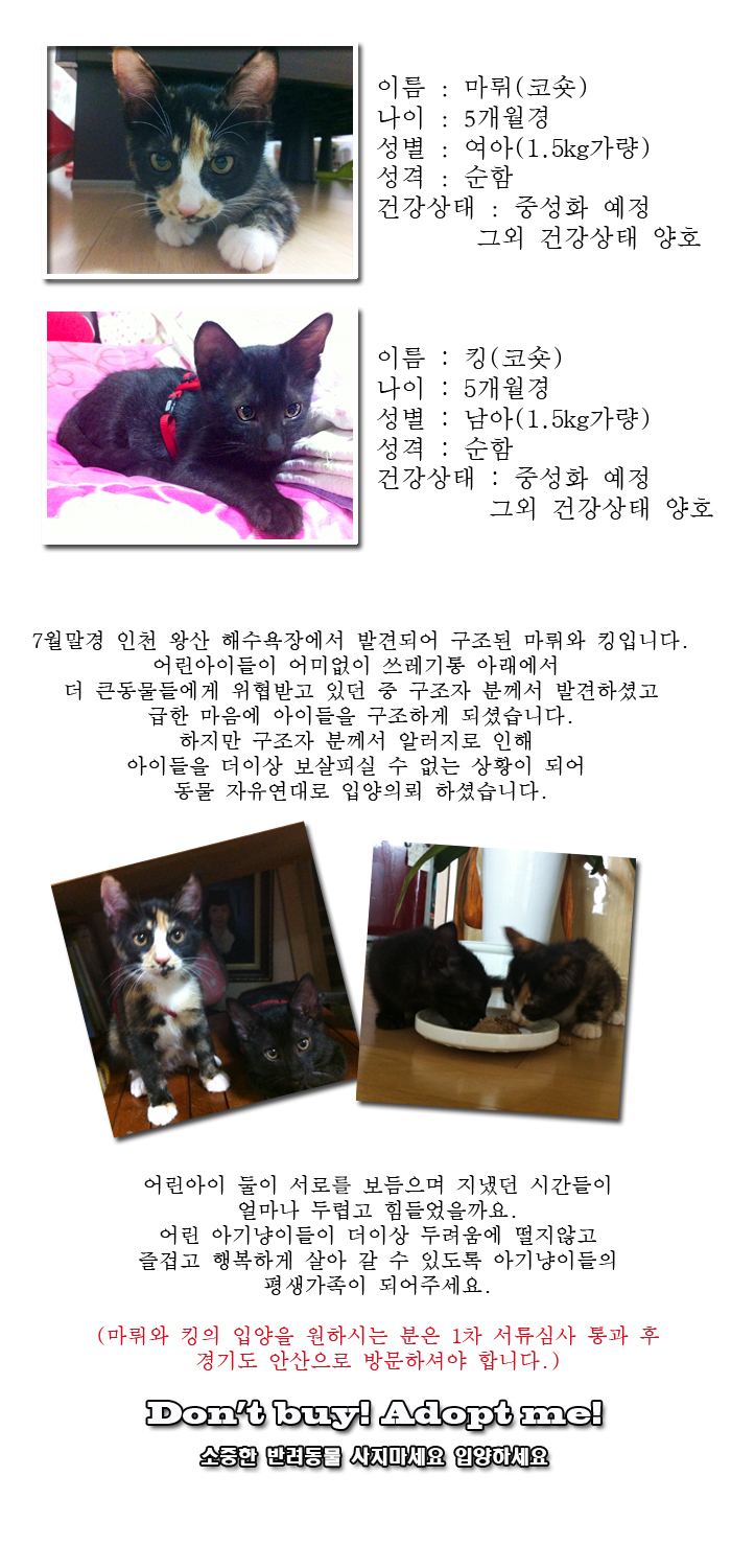 [D13-48관외] 해수욕장 쓰레기통에서 발견된 마뤼와 킹