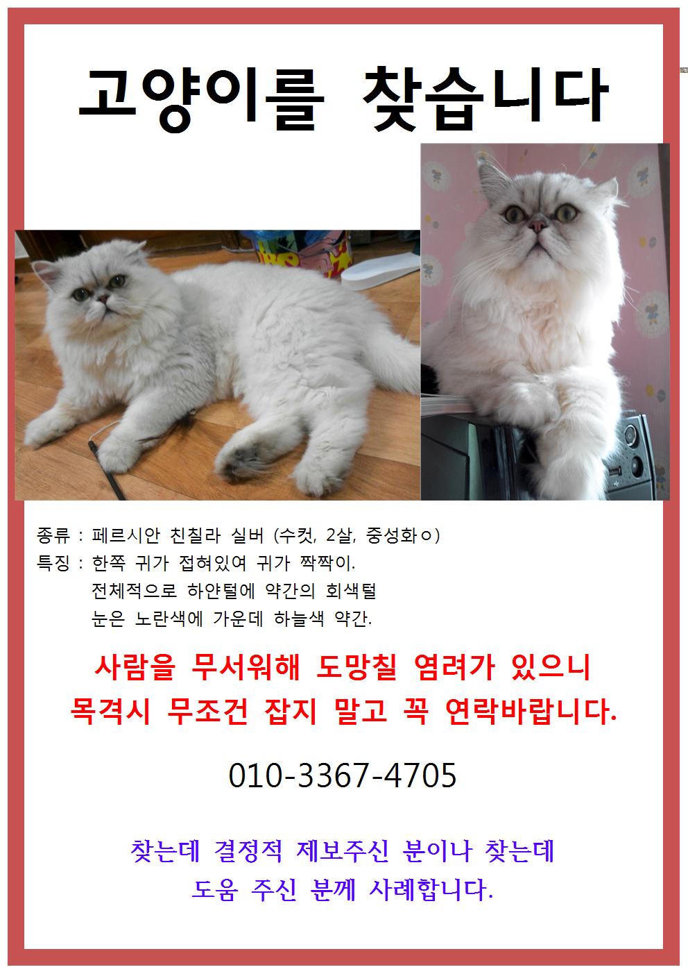 북아현동 페르시안 고양이 찾아요 (서울시 서대문구)