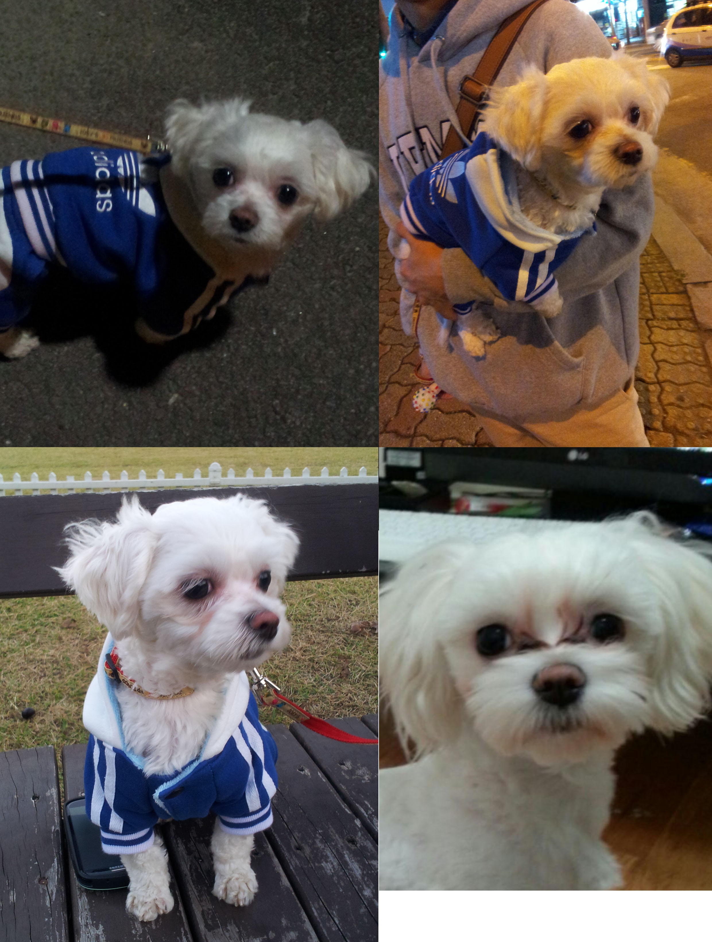 <성남시 중원구 은행시장>흰색 마르티즈 보신분 연락바랍니다.