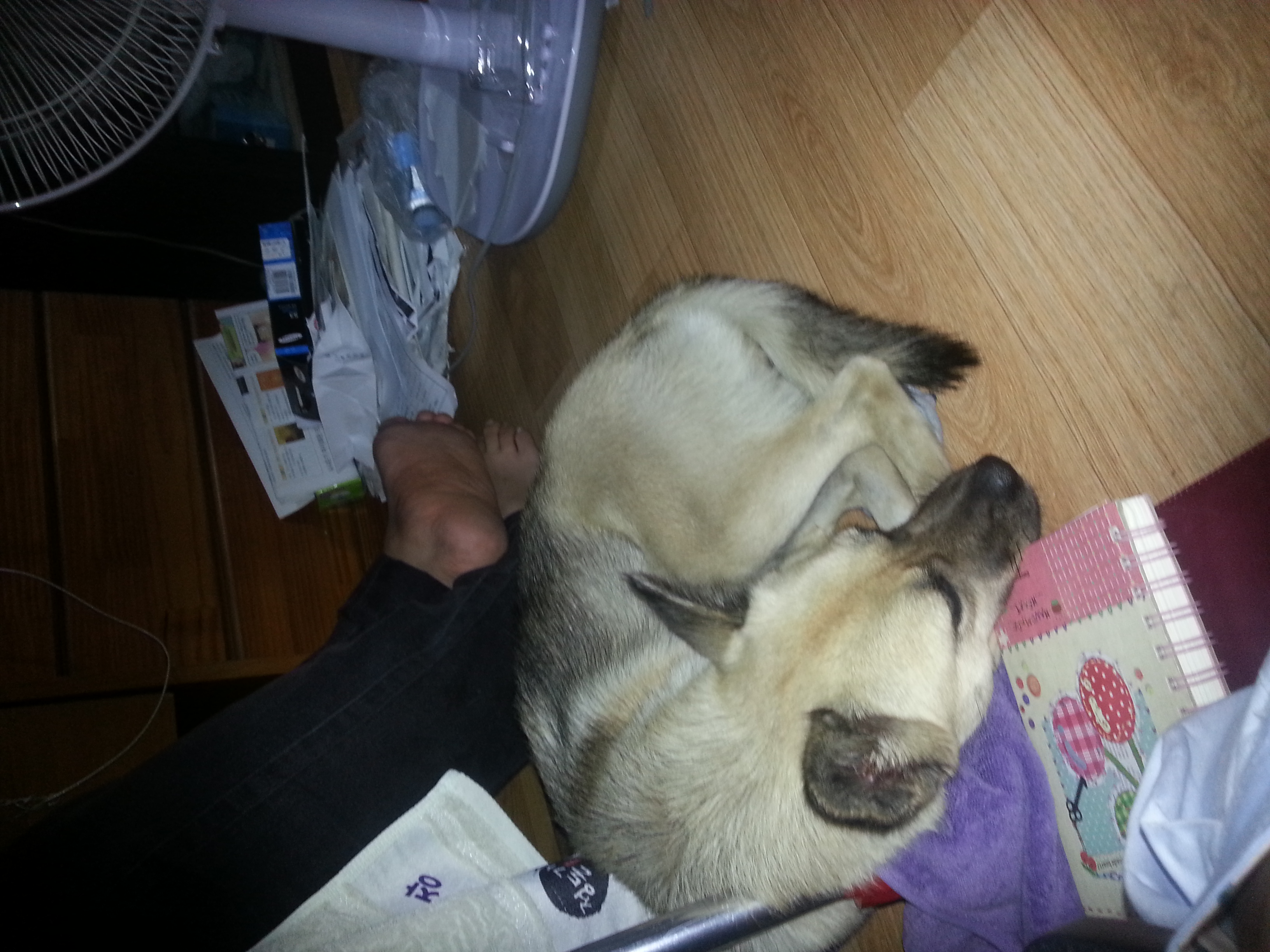 경기도 파주시 교하읍 신촌동에서 잃어버린 개를 찾습니다