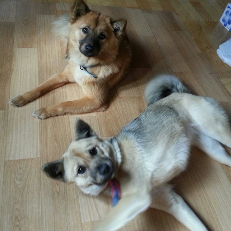 경기도 파주시 교하읍 신촌동에서 잃어버린 개를 찾습니다