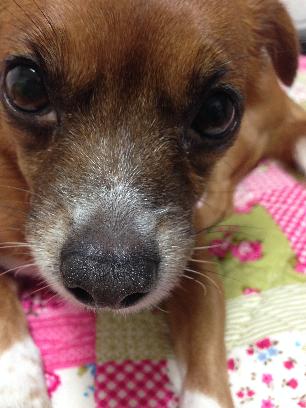 동대문구 휘경동 갈색믹스견 깐숙이를 찾아 주세요