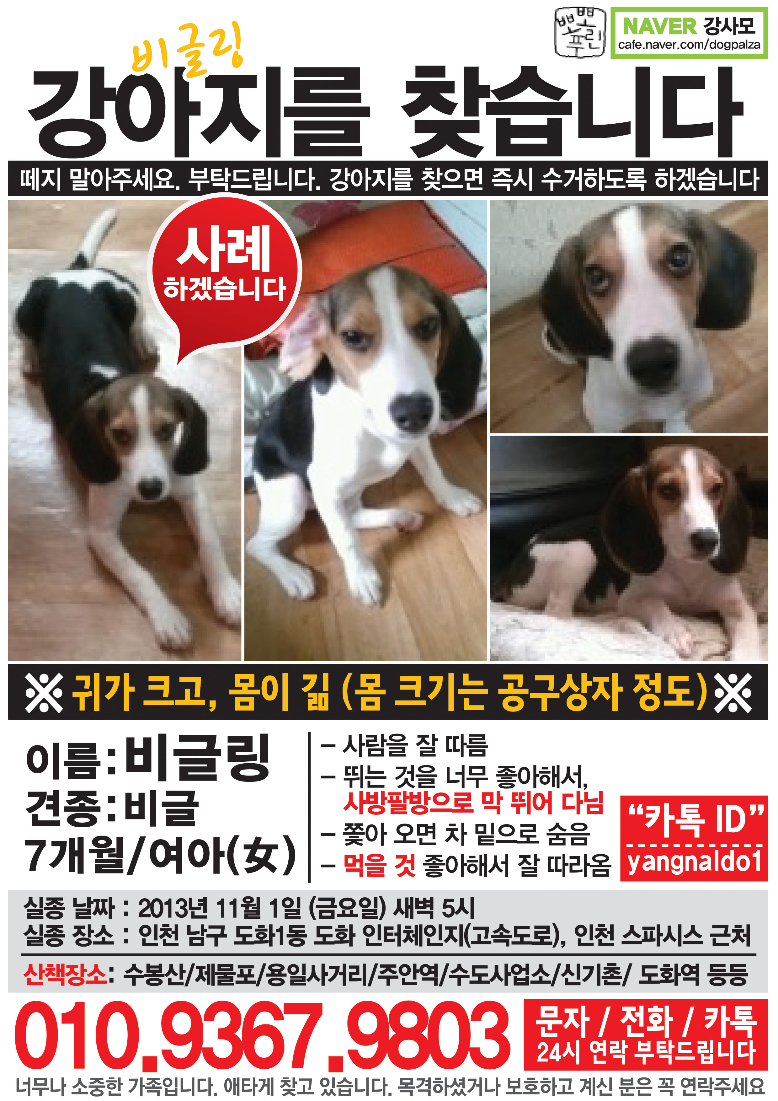 인천 비글 여아 찾아주세요..ㅠㅠ비가옵니다.