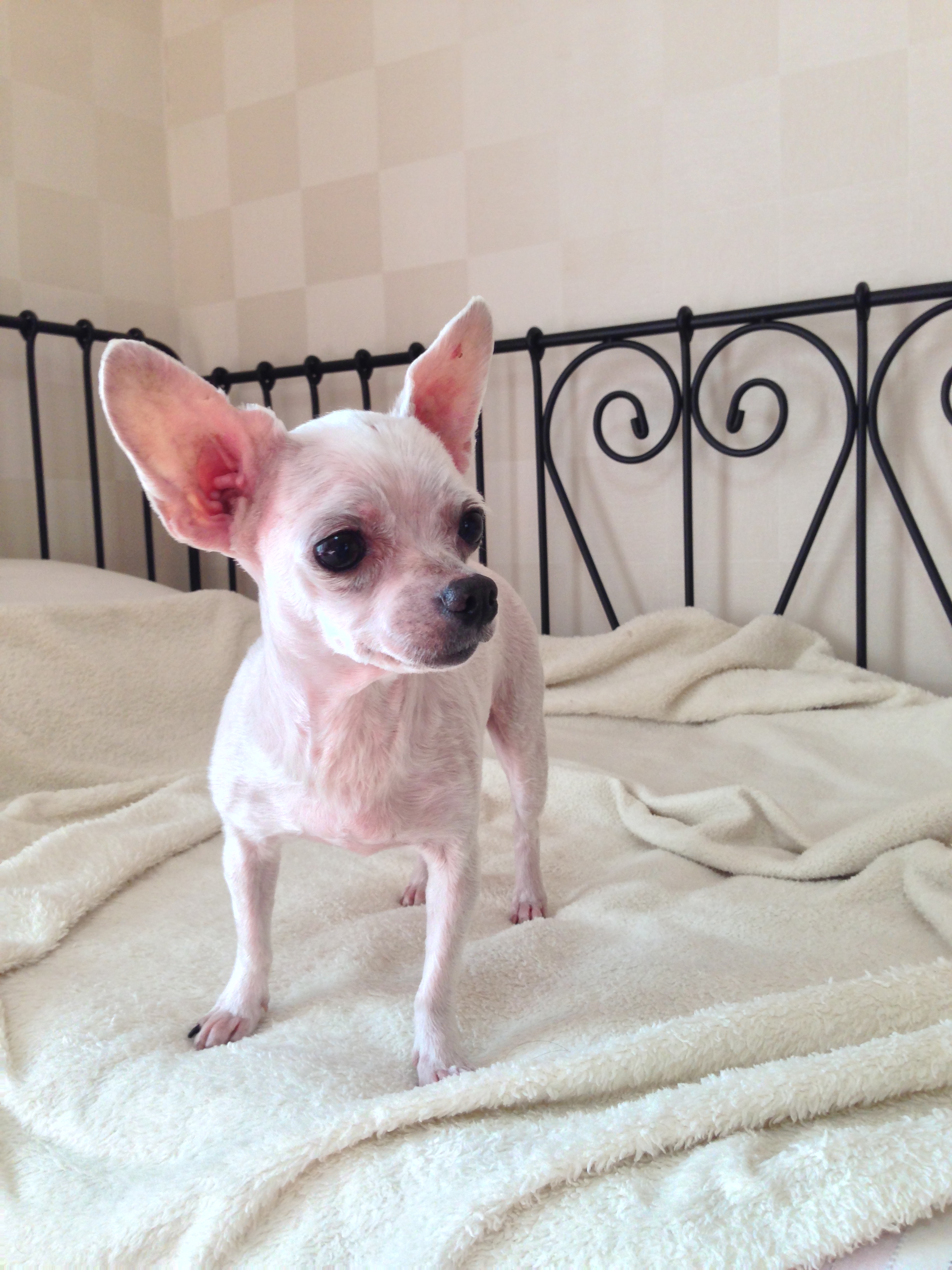 흰색 요크셔테리어/서울 서대문구 신촌 발견 보호중