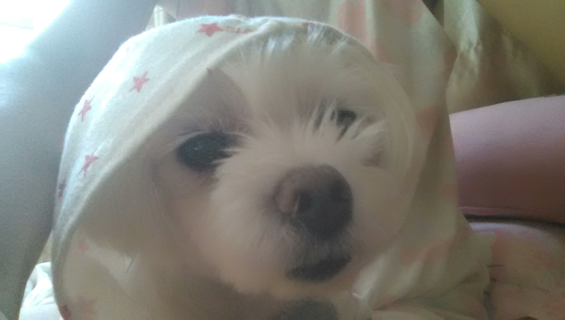 광주 서구 금호동 말티즈 찾아요