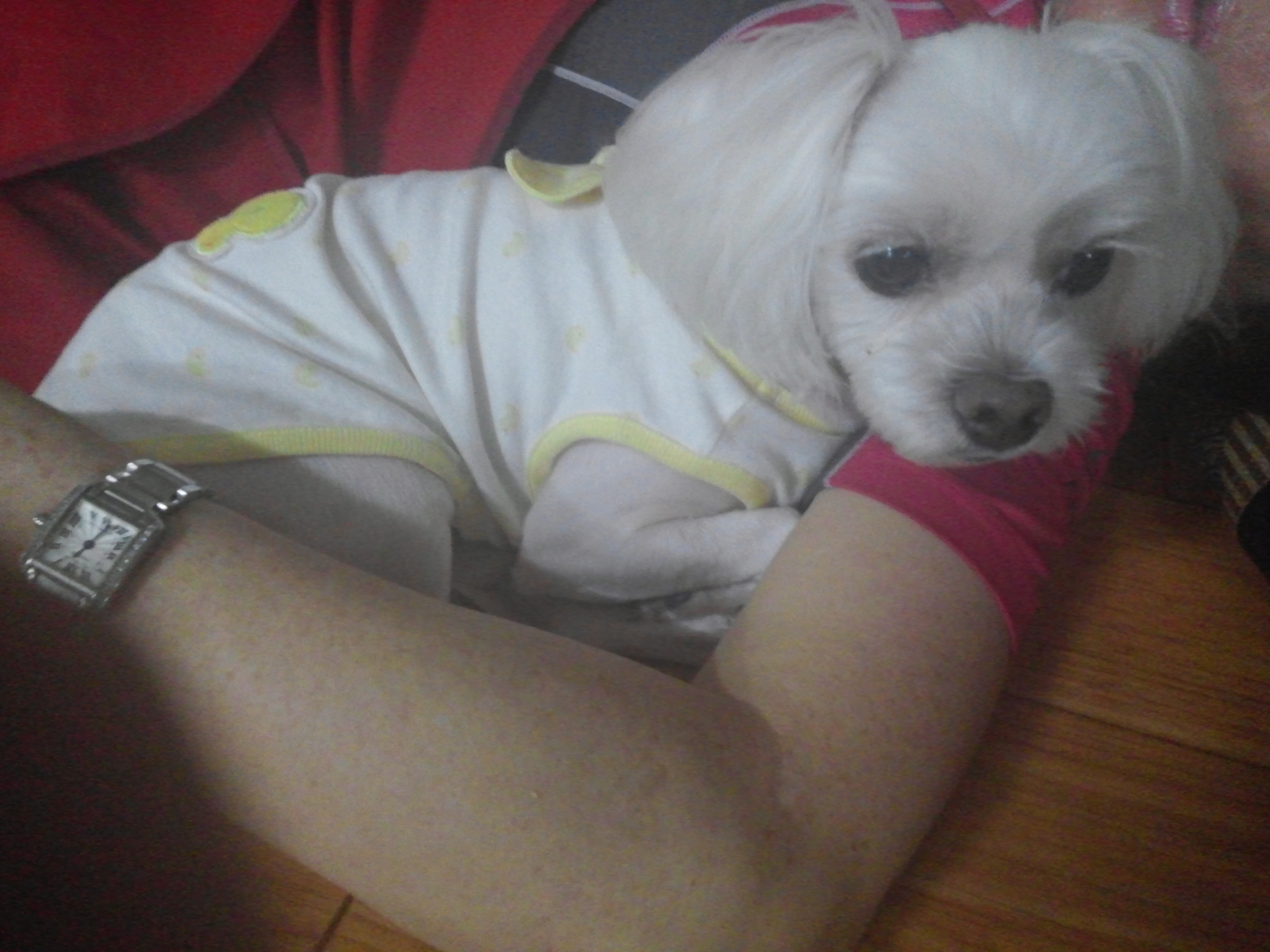 광주 서구 금호동 말티즈 찾아요