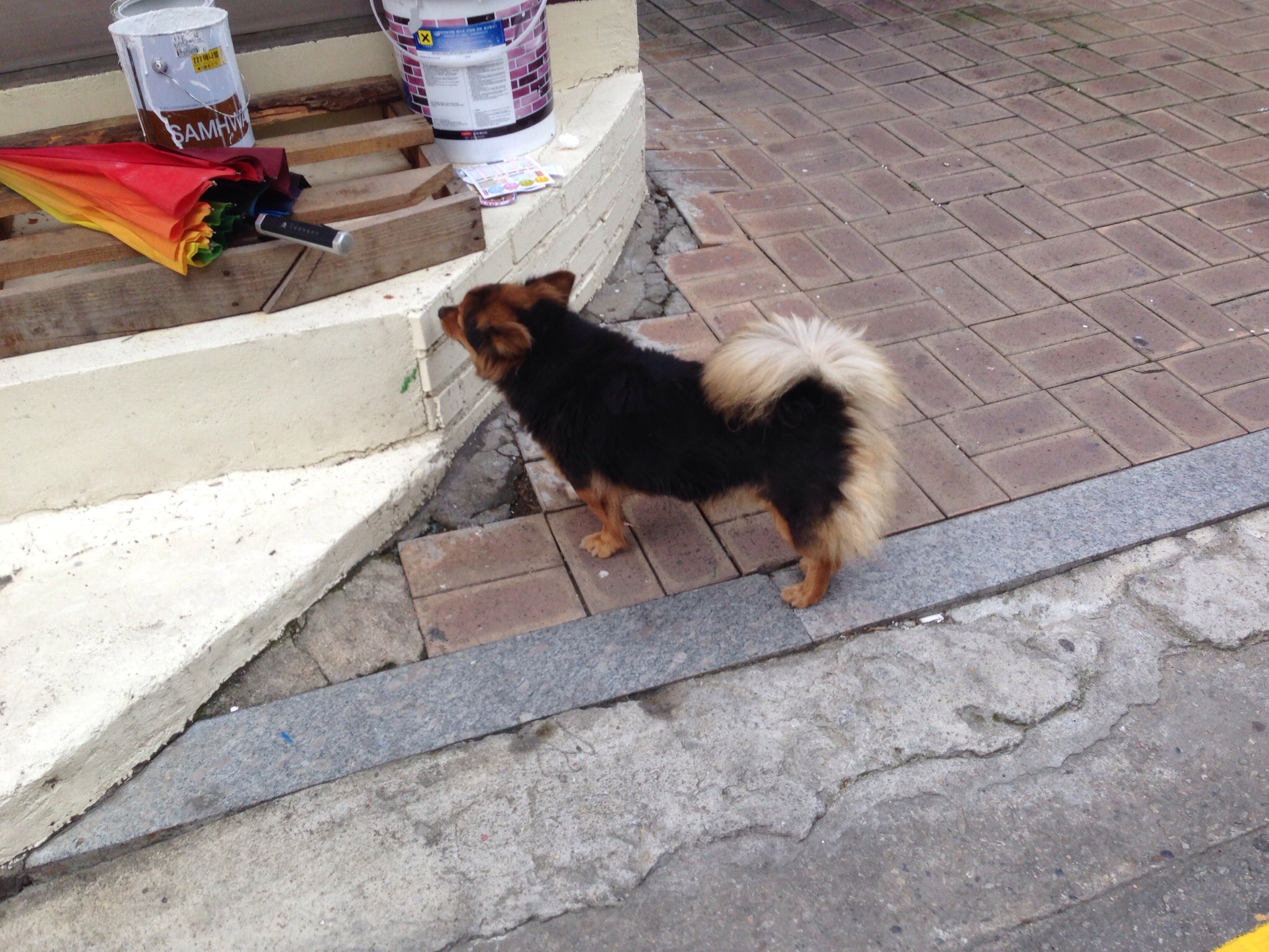 서초구 방배2동 발바리 잃어버리신 분~ 