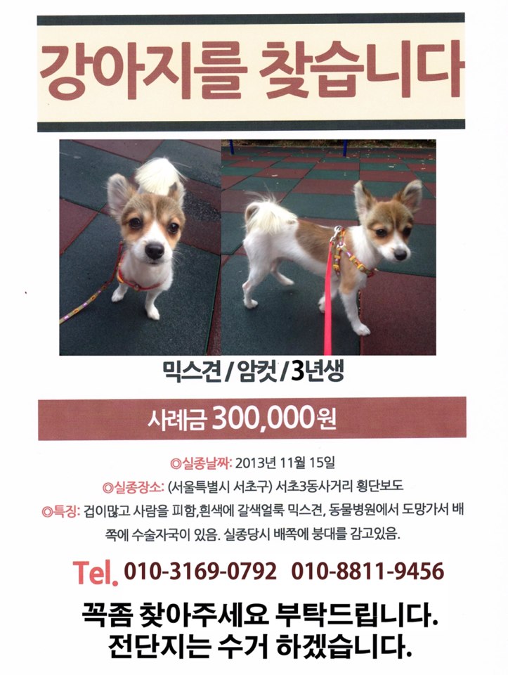 서초동 일대 흰색에 갈색 얼룩무늬 믹스견 찾아요!