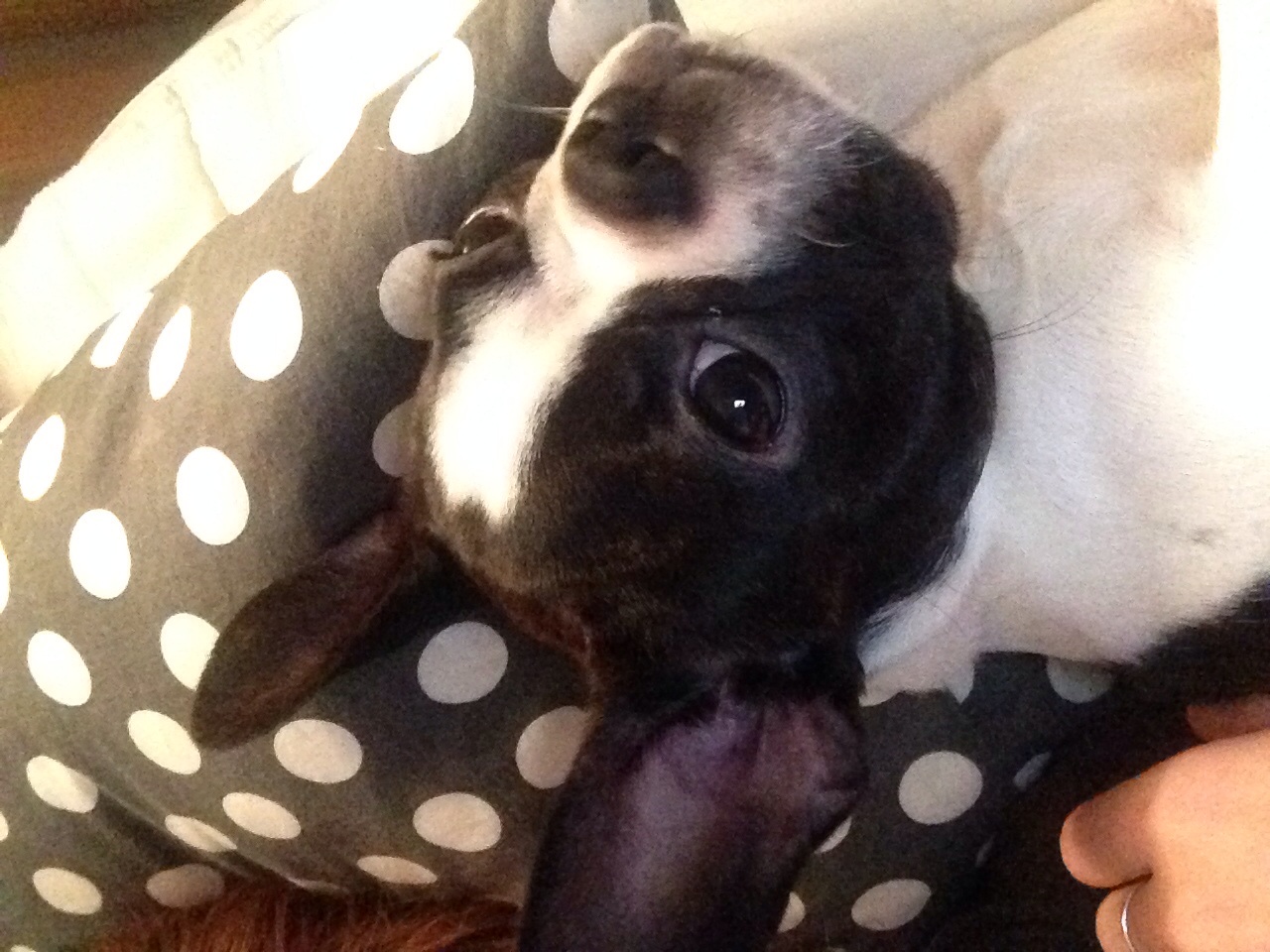 서울 동대문구 장안동)6개월된 보스턴테리어 보스찾아주세요ㅜㅜ