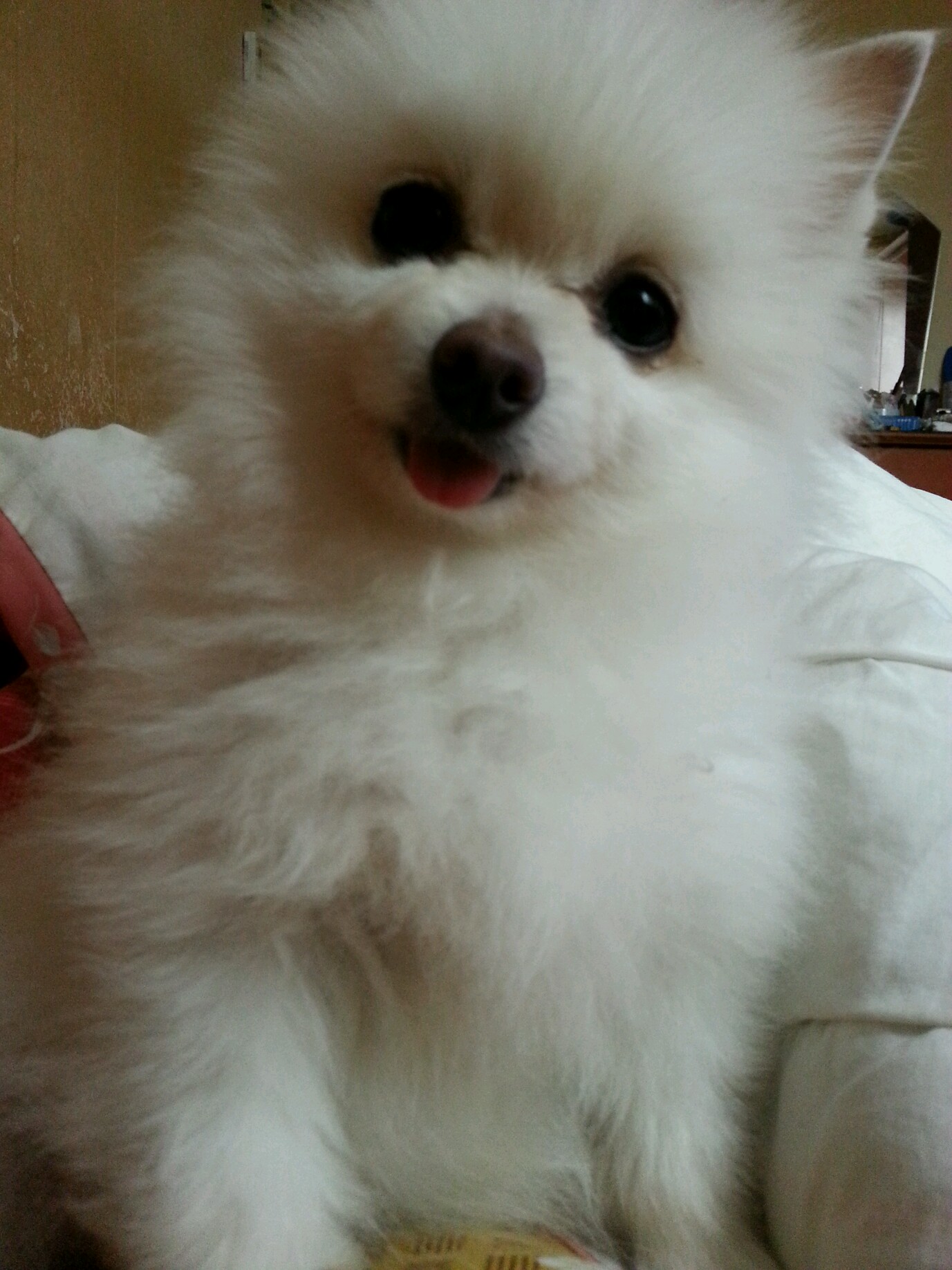 대구 서구 중리동 롯데캐슬 근처 농협 앞에서 아가를 잃어버렸어요..