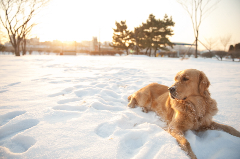 하남시 신장동 골든레트리버 봄이 찾아요.....ㅜㅜ