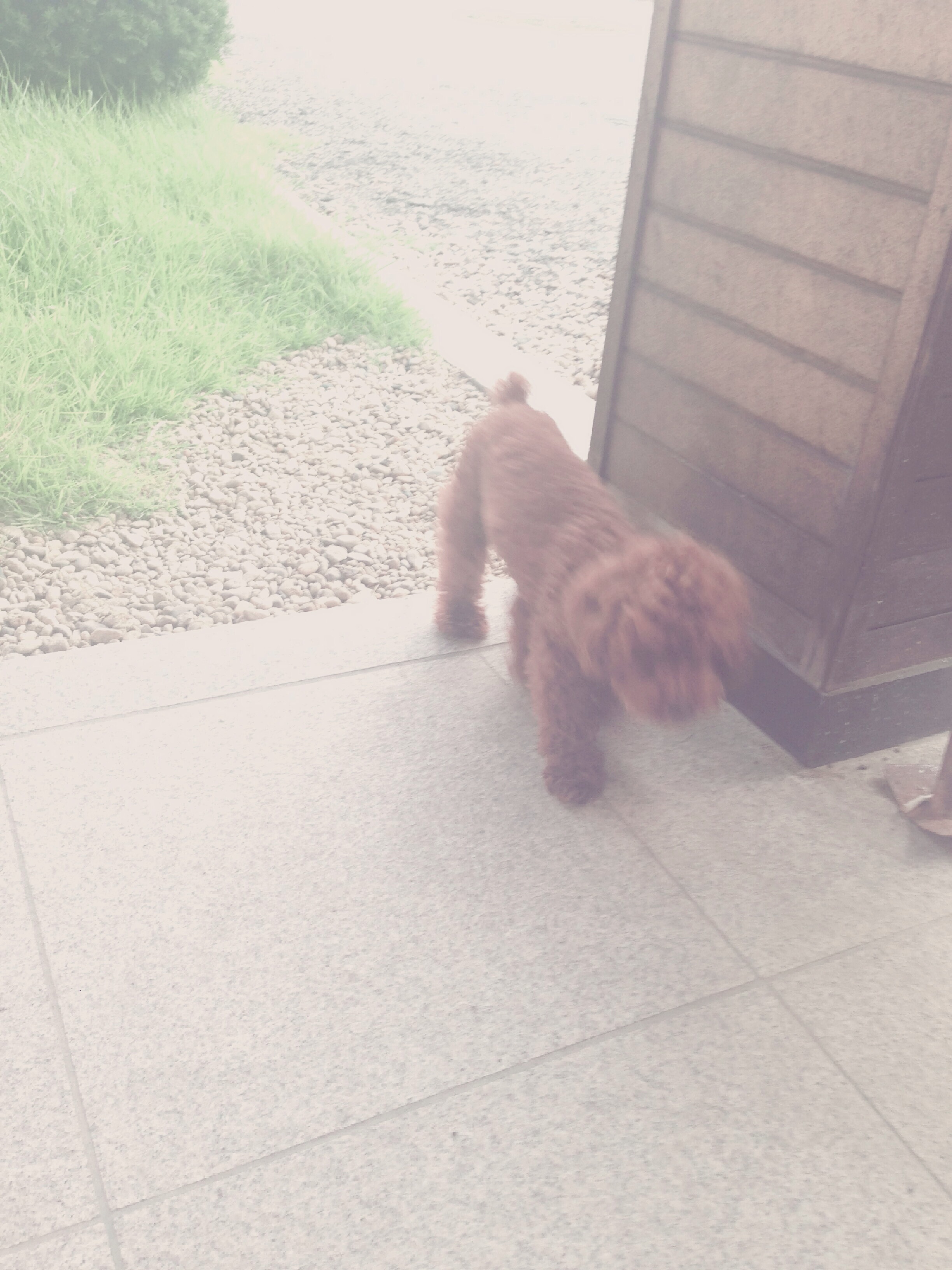 광적면 가래비 신병교육대에서 갈색푸들 찾아요.부탁드려요 사례할게요 제발요