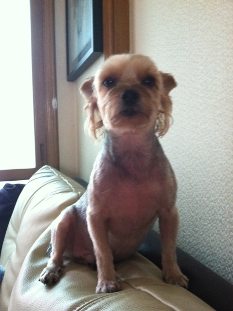 사당1동에서 요크셔테리아 실종