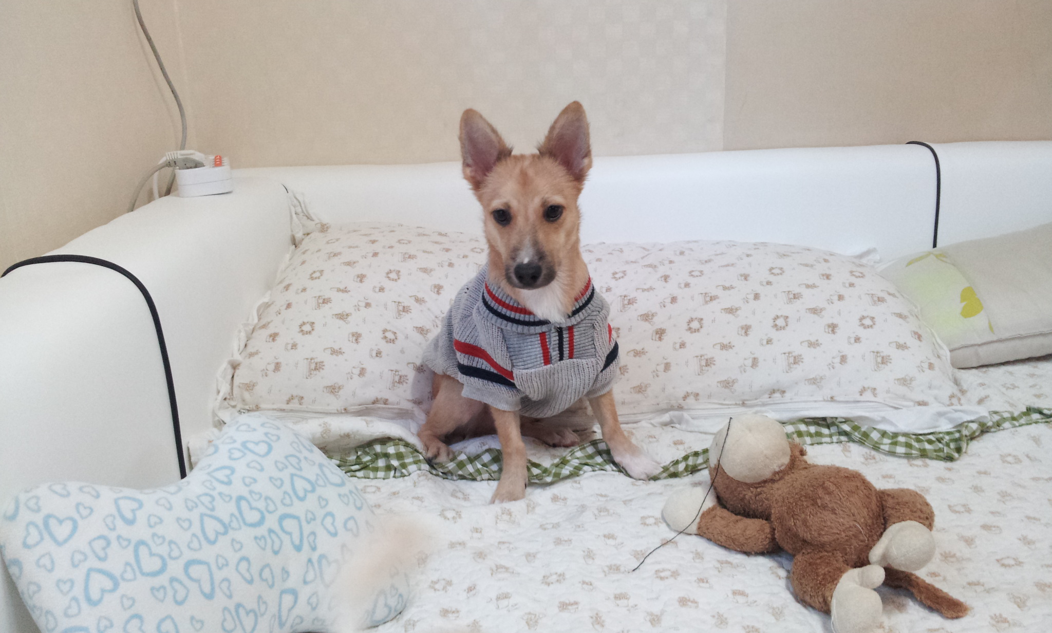 김포 과수원으로 간 아둥이와 바둥이를 찾습니다