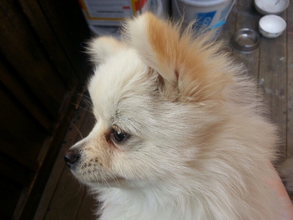 충남 천안시 화이트 포메 여아 를 찾아요