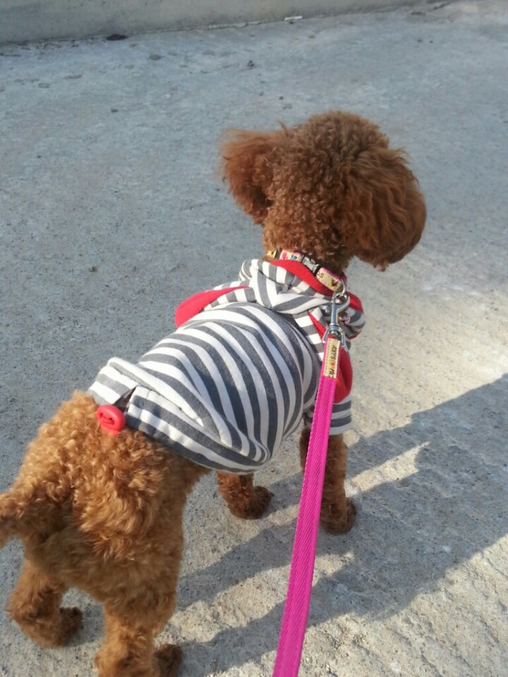 서울 은평구 수색동 저희 마리(푸들/암컷)를 찾아주세요.