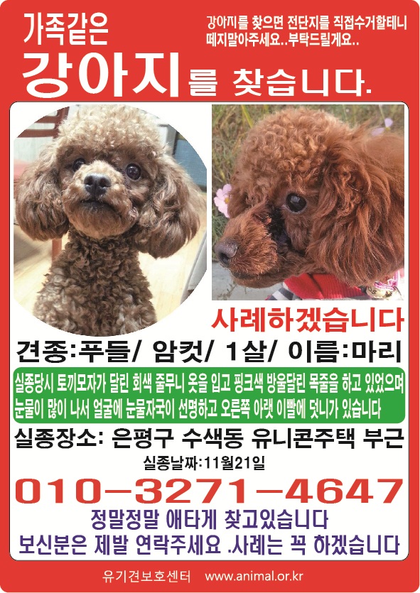 서울 은평구 수색동 저희 마리(푸들/암컷)를 찾아주세요.