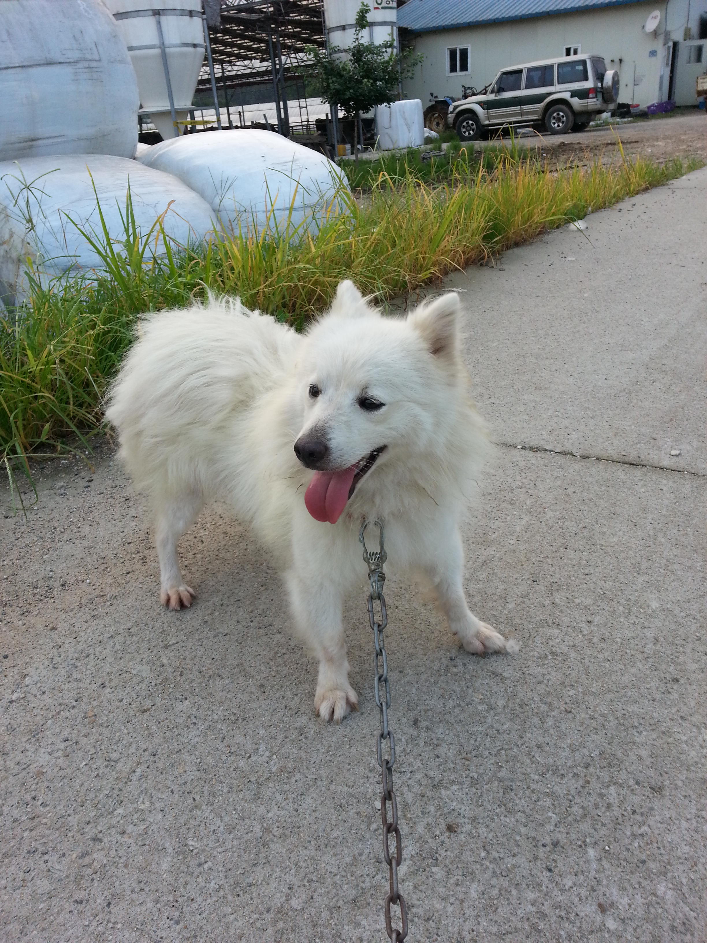 [경기도 파주] 스피츠를 애타게 찾습니다..