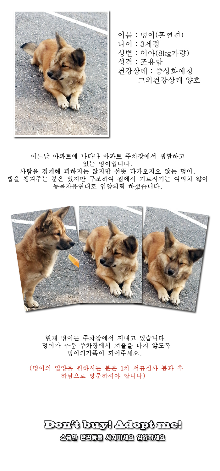 [D13-53관외]주차장에서 생활하고 있는 멍이