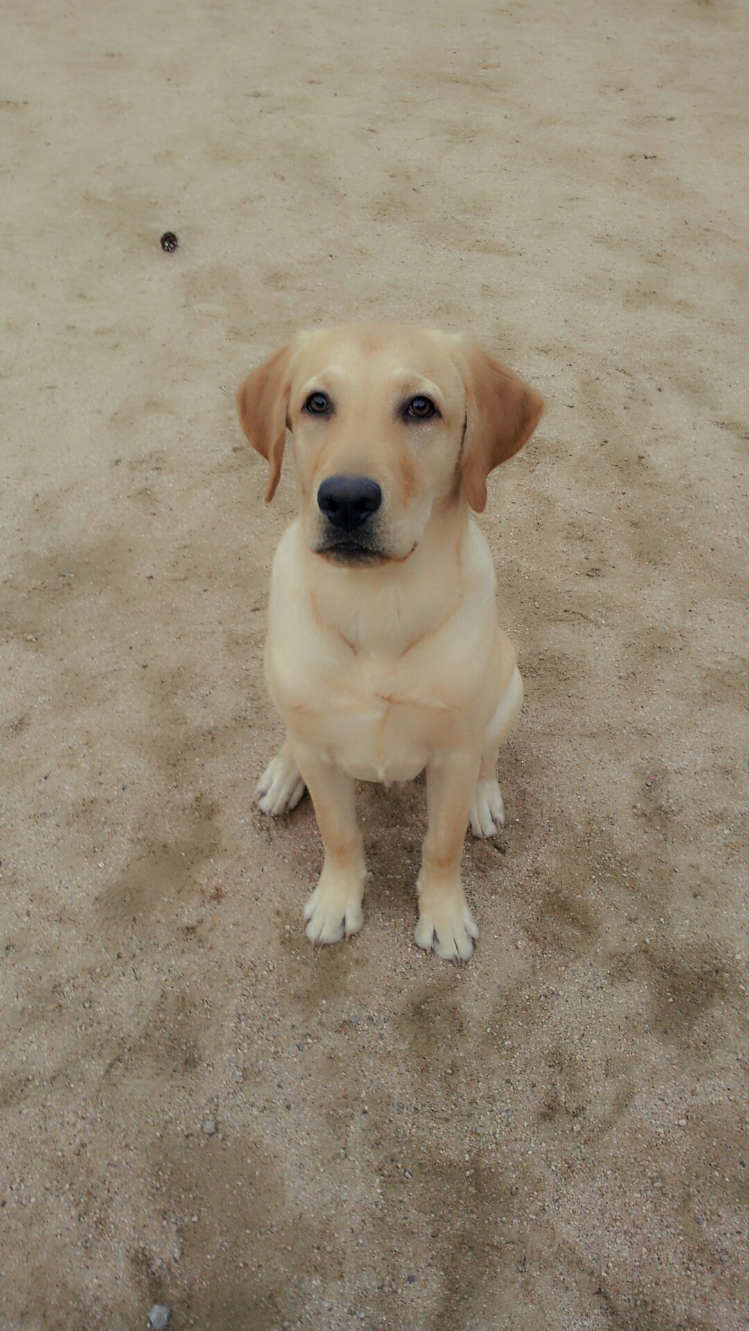 경기도 군포시에서 잃어버린 강아지를 찾습니다..