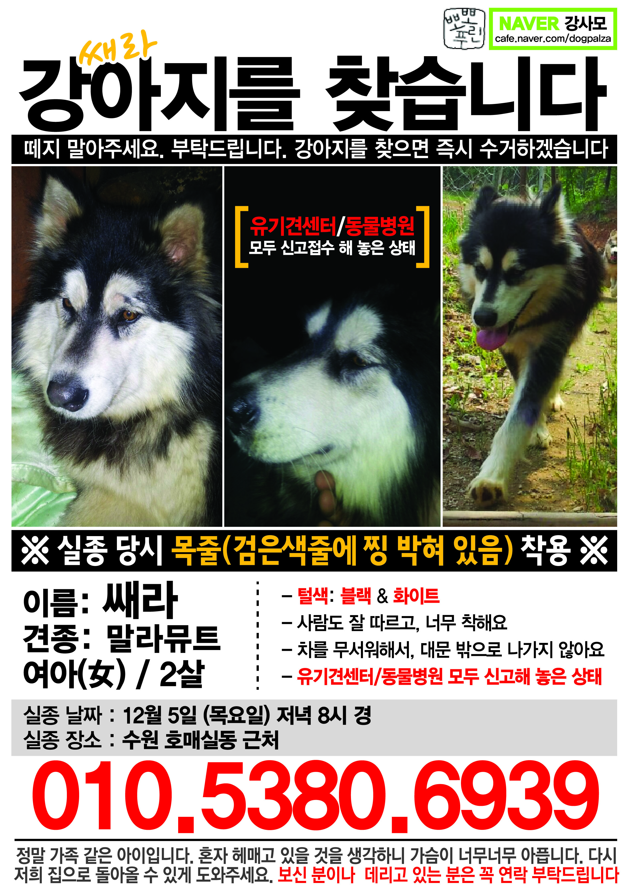 저희말라뮤트를찾습니다.도와주세요ㅜㅜ