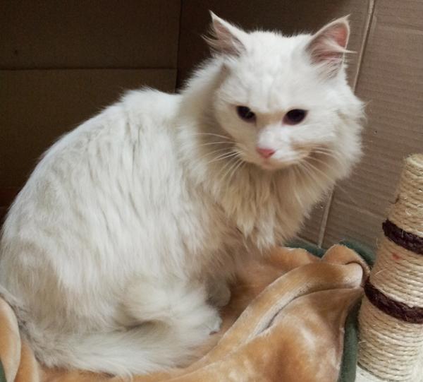 부천 소사동/터키쉬앙고라/흰색냥이/2~3살정도 주인찾아요